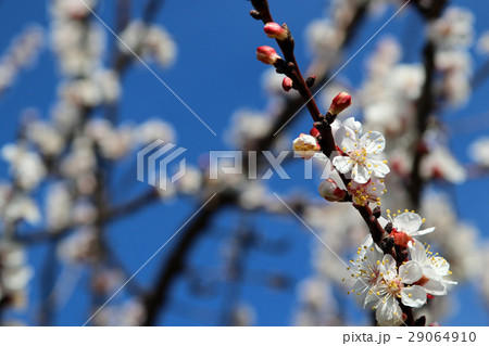 花見 花見 29064910