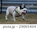 ドッグランでかけっこ 29065404
