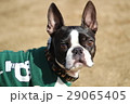 みつめる犬 29065405