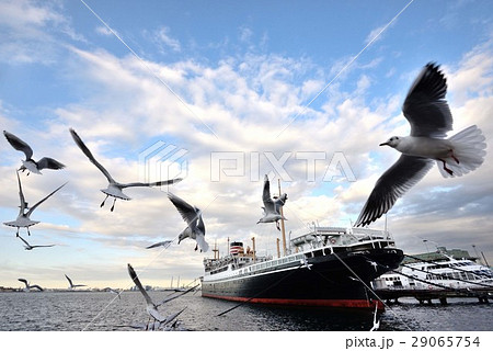 山下公園氷川丸の周りを飛ぶカモメ 29065754
