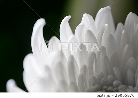 白菊の花びら 29065976