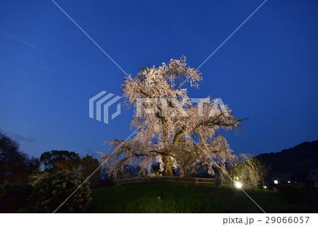 東山花灯路　円山公園　祇園枝垂れ桜 29066057