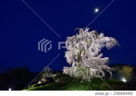 東山花灯路 円山公園 祇園枝垂れ桜 東山花灯路 円山公園 祇園枝垂れ桜 29066069
