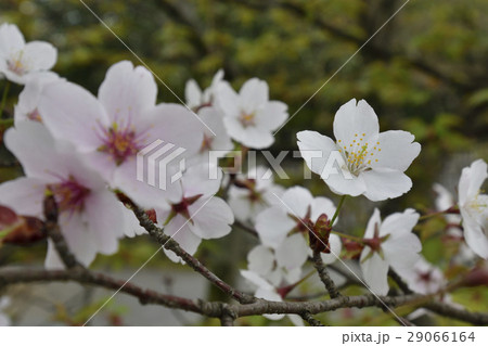 桂離宮 桜 桂離宮 桜 29066164