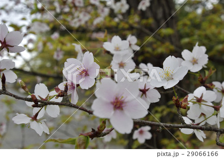 桂離宮 桜 桂離宮 桜 29066166