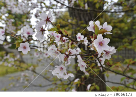 桂離宮 桜 桂離宮 桜 29066172