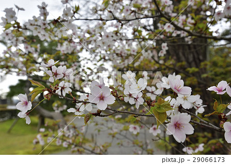桂離宮 桜 桂離宮 桜 29066173