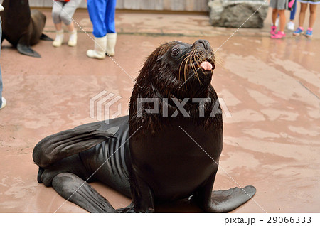 オットセイ（変顔） 29066333