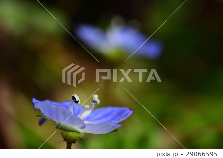 春の小花 オオイヌノフグリ 春の小花 オオイヌノフグリ 29066595