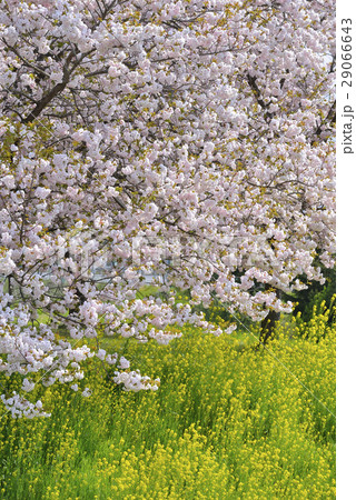 八重桜と菜の花 29066643