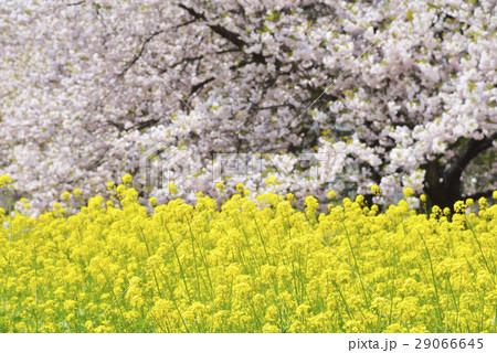 八重桜と菜の花 八重桜と菜の花 29066645