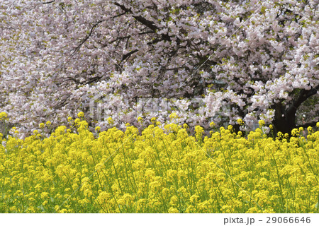 八重桜と菜の花 29066646
