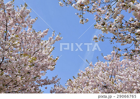 八重桜 八重桜 29066765