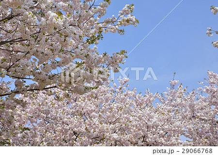 八重桜 八重桜 29066768