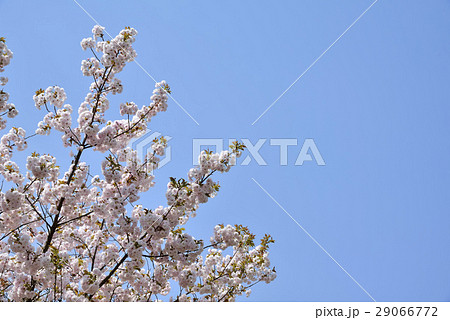 八重桜 八重桜 29066772