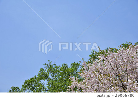 八重桜 29066780