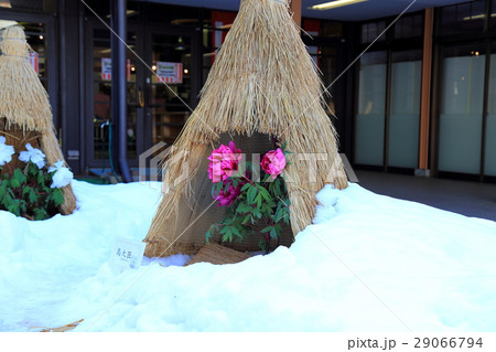 菰に包まれて春をじっと待つ 29066794