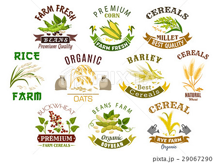 Grain and cereal product vector isolated icons 29067290