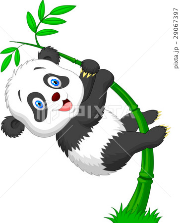 Cute funny baby panda hanging on the bamboo Cute funny baby panda hanging on the bamboo 29067397