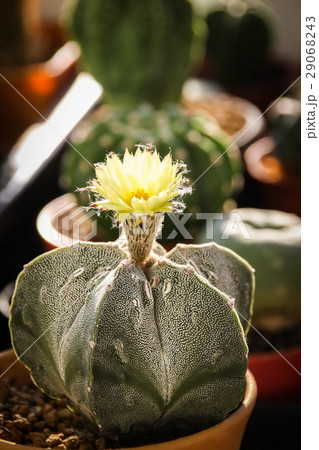 Flower of Star Cactus (Astrophytum Myriostigma) 29068243