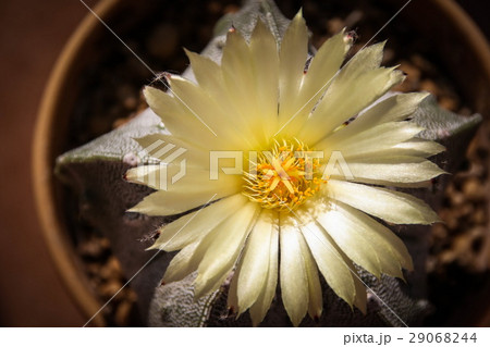 Flower of Star Cactus (Astrophytum Myriostigma) 29068244