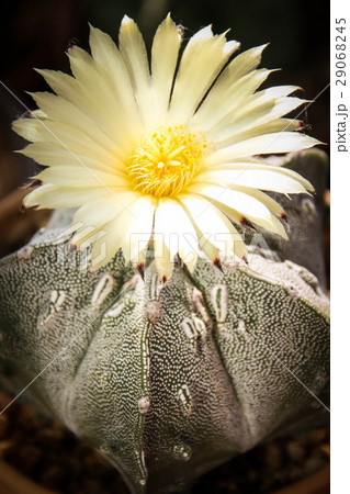 Flower of Star Cactus (Astrophytum Myriostigma) Flower of Star Cactus (Astrophytum Myriostigma) 29068245