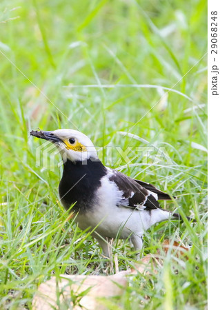 Black-collared myna (Gracupica Nigricollis), Bird Black-collared myna (Gracupica Nigricollis), Bird 29068248
