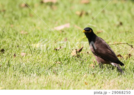 Common Myna (Acridotheres Tristis), Bird Common Myna (Acridotheres Tristis), Bird 29068250