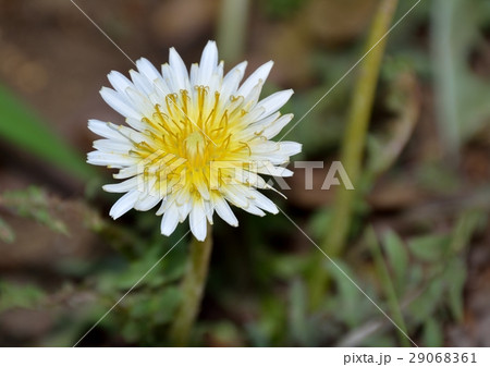 白い花びらのタンポポ - シロバナタンポポ 白い花びらのタンポポ - シロバナタンポポ 29068361