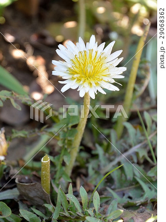 白い花びらのタンポポ - シロバナタンポポ 白い花びらのタンポポ - シロバナタンポポ 29068362