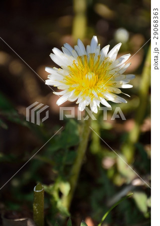 白い花びらのタンポポ - シロバナタンポポ 白い花びらのタンポポ - シロバナタンポポ 29068363