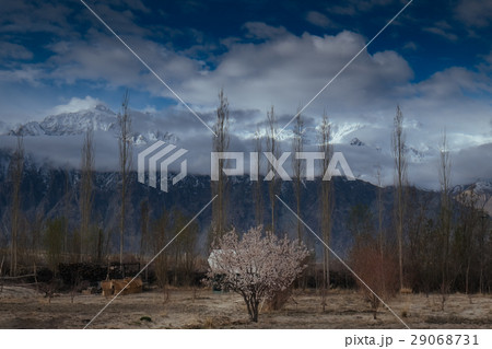 Early morning sunrise mist in the north of india 29068731