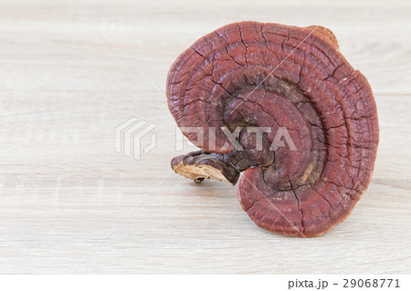 Ganoderma Lucidum Mushroom on wood background 29068771