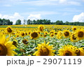 ひまわり畑 29071119