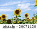 ひまわり 29071120