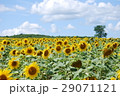 ひまわり畑 29071121