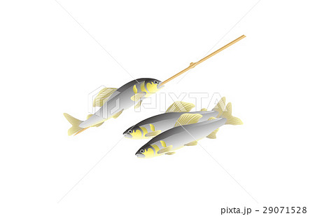 夏の風物詩鮎 夏の風物詩鮎 29071528