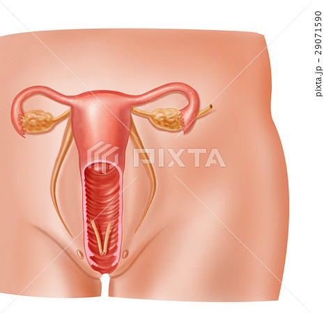Anatomy female reproductive system 29071590