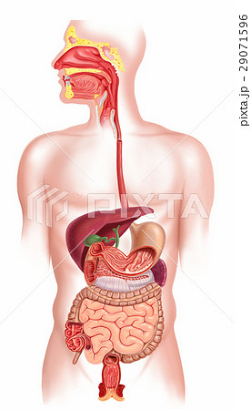 Human digestive system 29071596