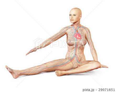 Female naked body sitting in dynamic unusual posture, with full circulatory system superimposed. 29071651