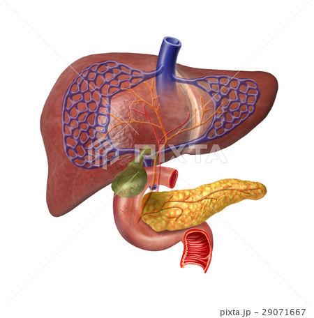 Human Liver system cutaway Human Liver system cutaway 29071667