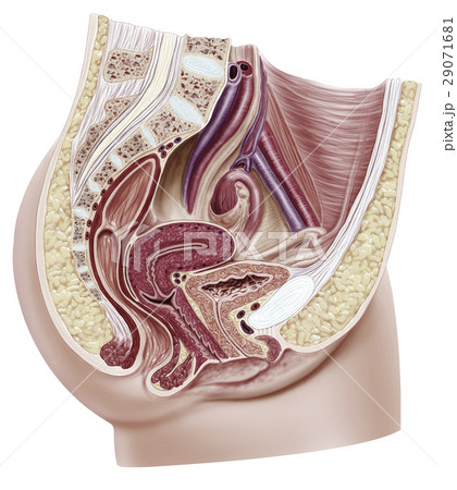 Anatomy female reproductive system, cutaway. 29071681