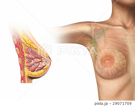 Woman breast cutaway diagram. 29071709
