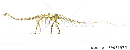 Diplodocus dinosaur full skeleton photo-realistc rendering. Diplodocus dinosaur full skeleton photo-realistc rendering. 29071976