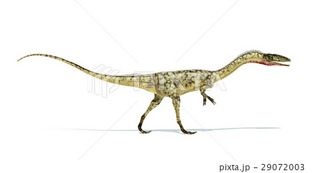Coelophysis dinosaur photorealistic representation. On white background. Side view. Coelophysis dinosaur photorealistic representation. On white background. Side view. 29072003