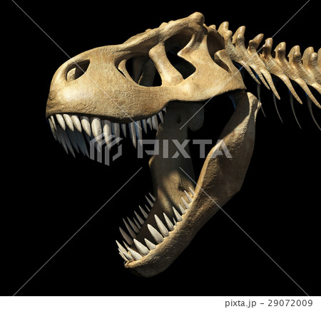 T-Rex skull close-up. 29072009