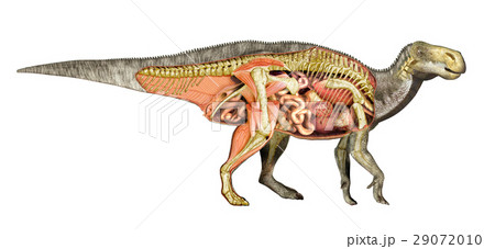 Dinosaur anatomy Iguanodon total cutaway, showing all internal organs, muscles and skeleton. 29072010
