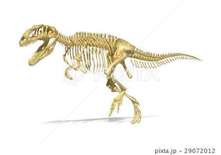 Gigantosaurus dinosaurus full photo-realistic skeleton, scientifically correct. 29072012