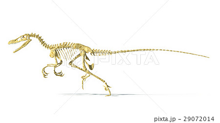 Velociraptor dinosaur, full skeleton scientifically correct, side view, with drop shadow on white background. 29072014