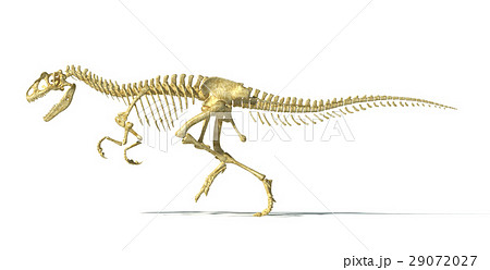 Allosaurus dinosaur photo-realistic skeleton. 29072027